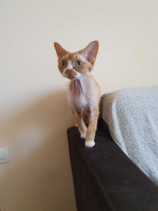 Временен дом за вашата котка