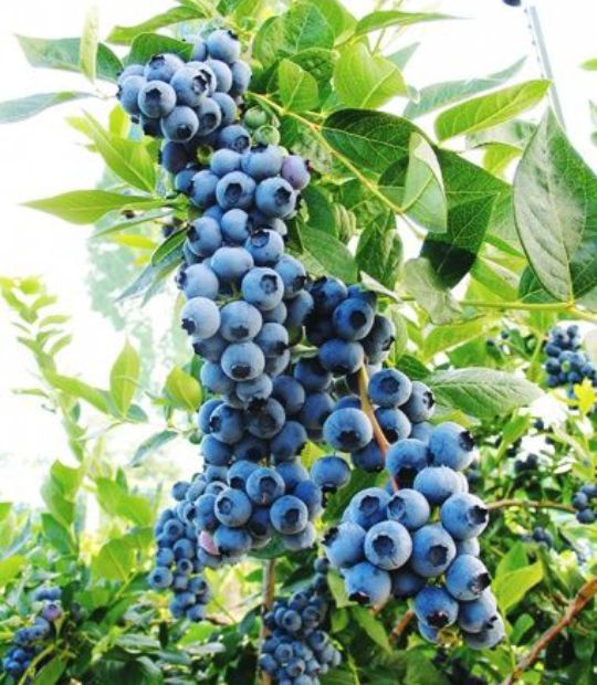 Arbuști Fructiferi (Afin )