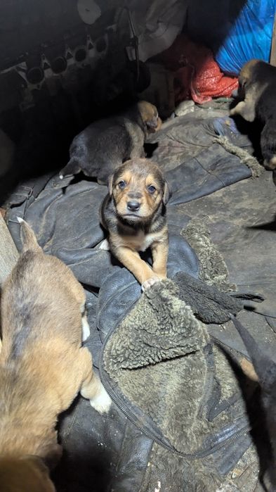 Продам русcкой гончей