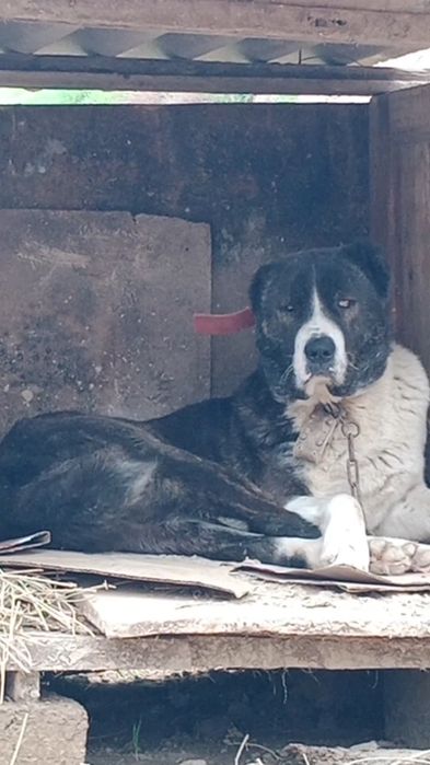 Тобет сатылады еркек