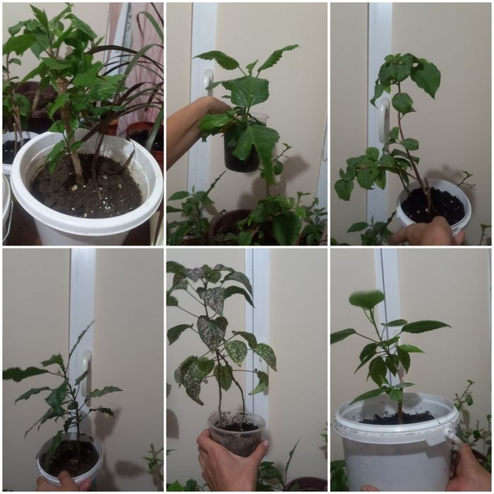 Уй гүлдері сатылады