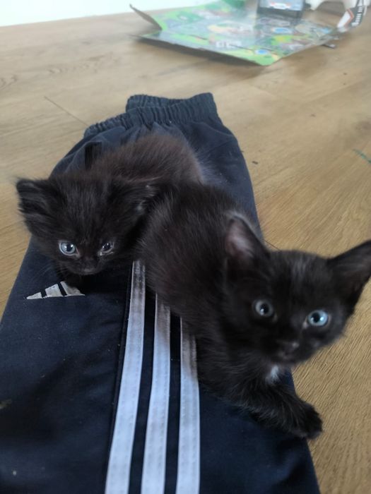 отдам черного котенка мальчика