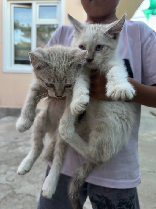 Срочно отдаем котят в хорошие руки