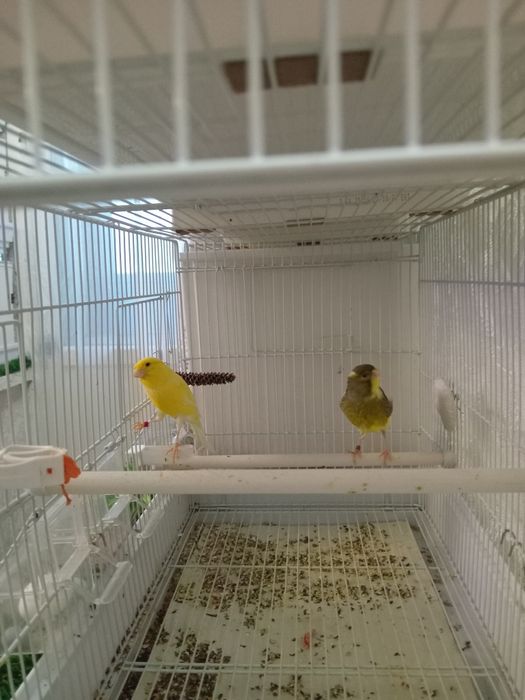 Декоративные канарейки.