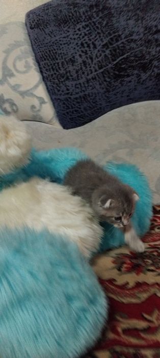 Продам котят 1,5.