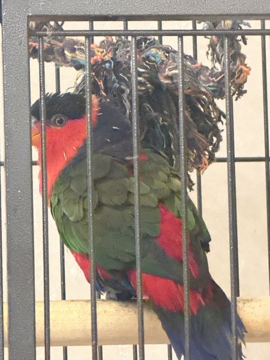 Продам попугая Лори  говорящий