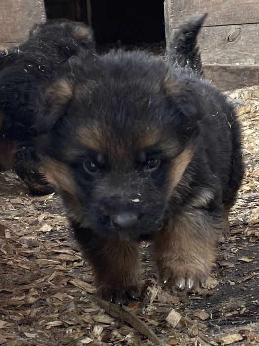 Щенки немецаой овчарки