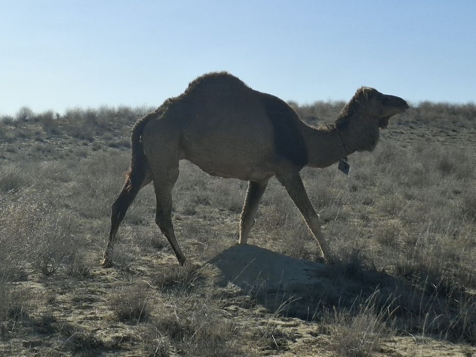 Жас түйе сатылады