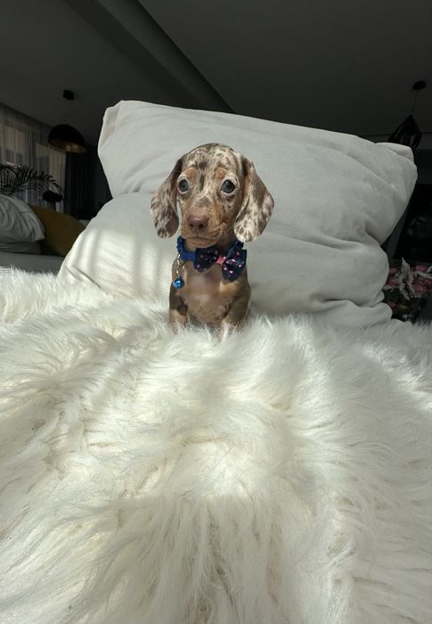 Teckel/dachshund miniatura