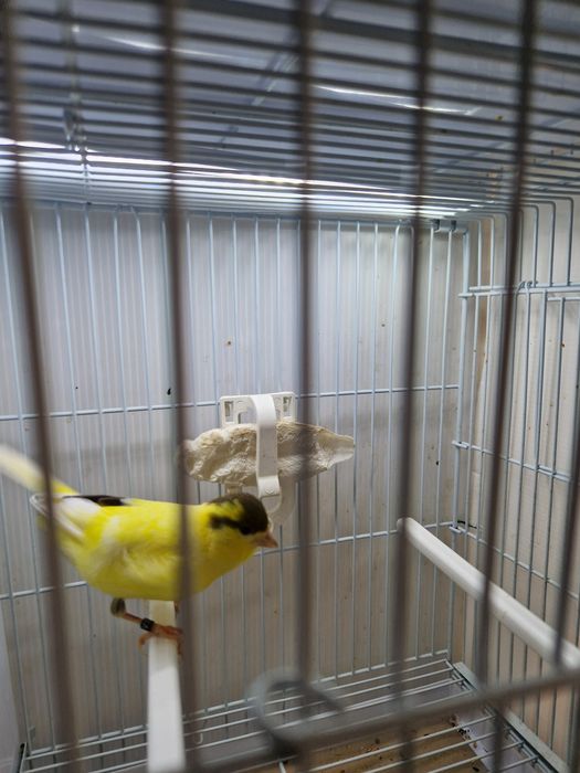De vânzare canari