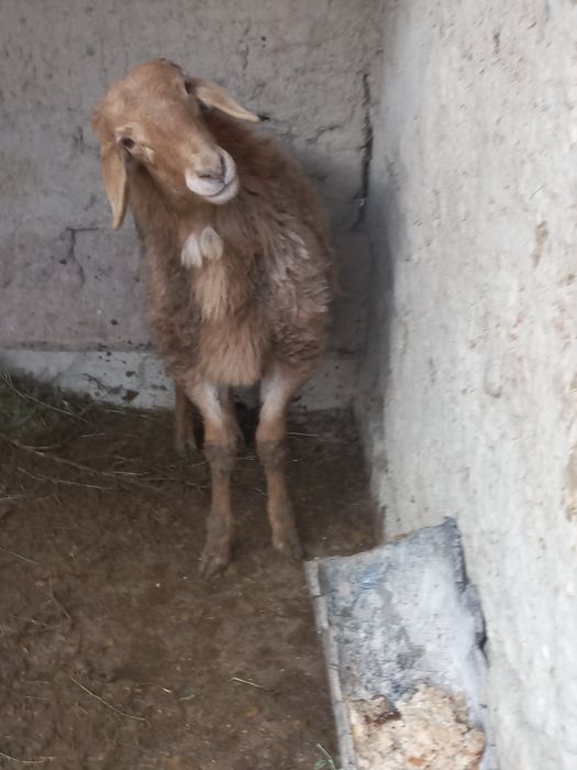 Қошқар сатылады Арашан порода