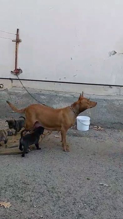 Питбультерьер, американский.