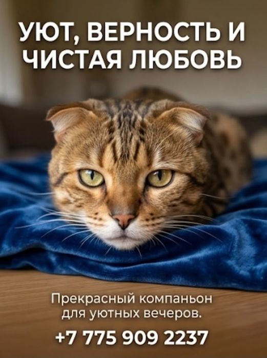 Шотландский котенок в добрые руки