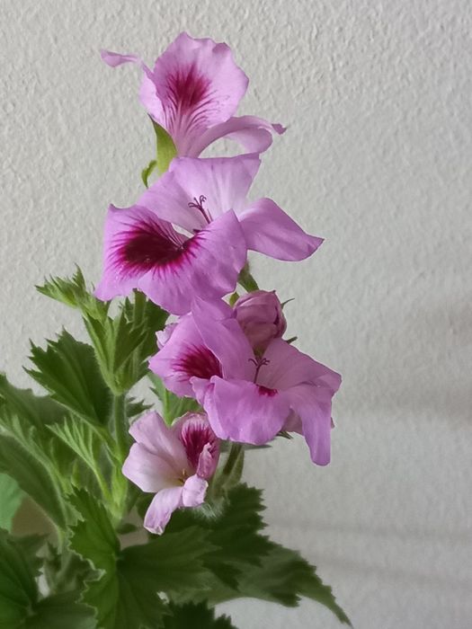 Продам Каланхоэ.Пеларгония,Герань,КОЛЕУС.