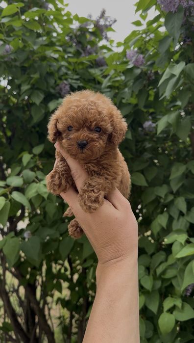 Poodle Toy/Пудел Той