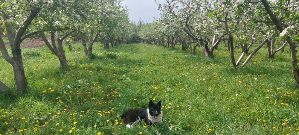 Продажа участка 1.6 га