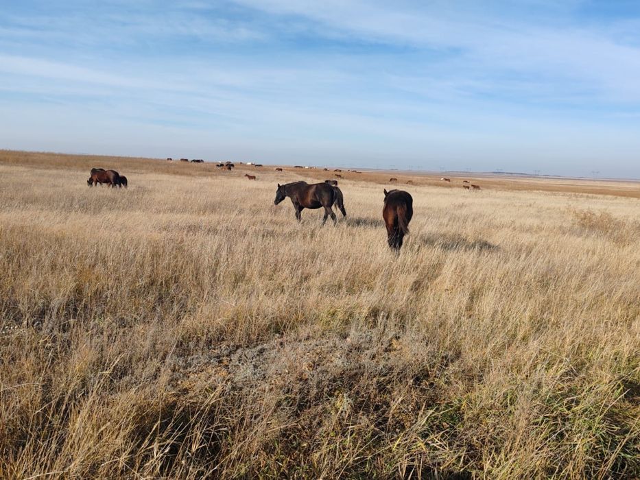 Продам 6 ухоженных кобыл!