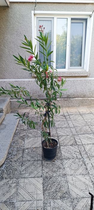 Цвете Олиандър/Зокум