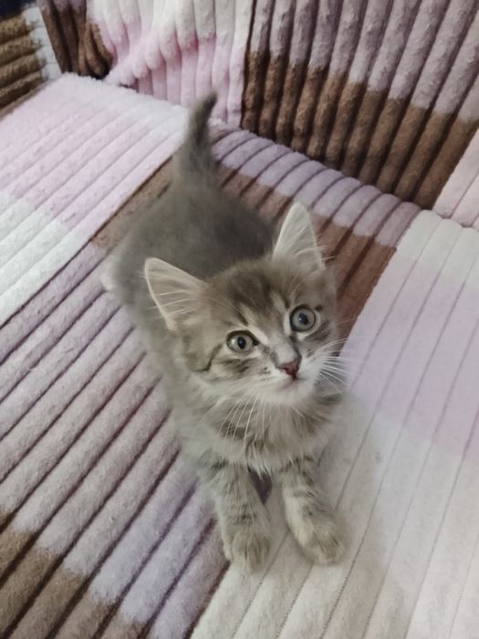 Отдам котят в хорошие руки