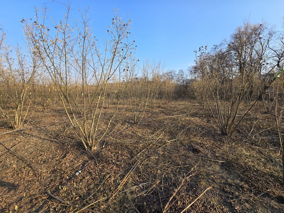 Executăm lucrari de taiere alun, nuc, formare si intretinere livezi