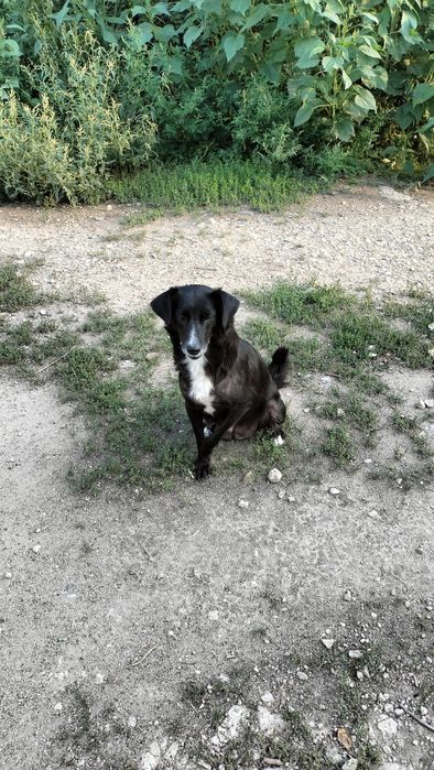 Собака в добрые руки