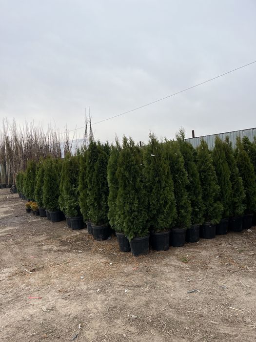 Туя смарагд колоновидный