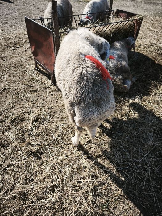 Berbec karakul brumăriu