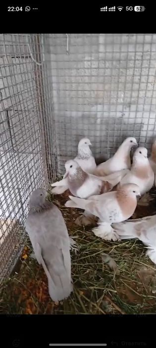 Голуби с гребли показывает игру