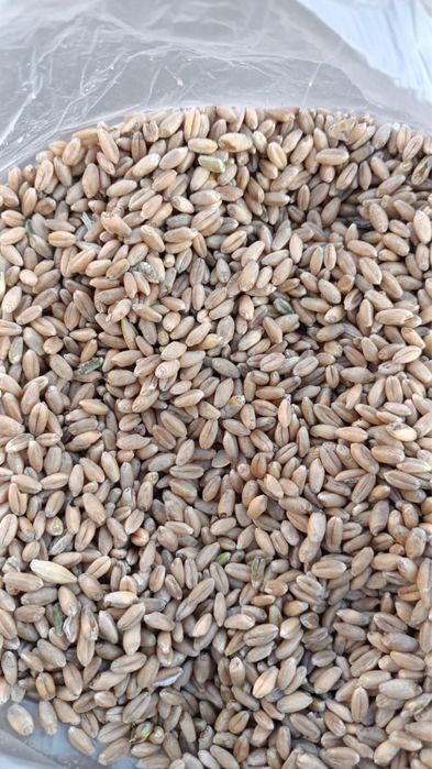 Продам Ячмень  Овес