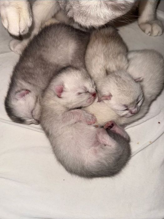 Шиншила на вязку.