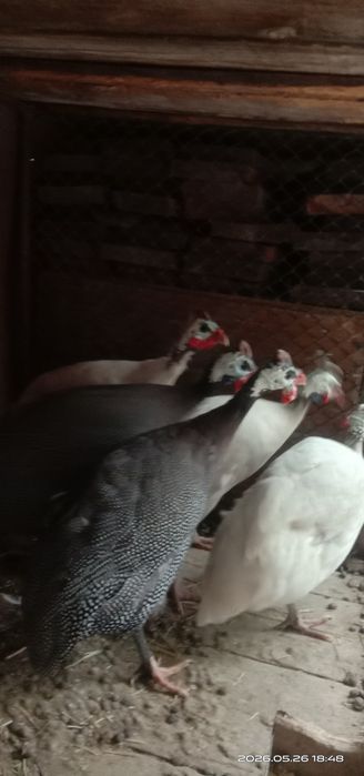 Самцы цесарки. Цесарки.