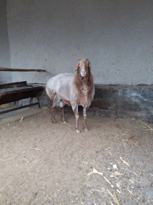 Qo‘chqor sotiladi zoti:Arashan Edilbay