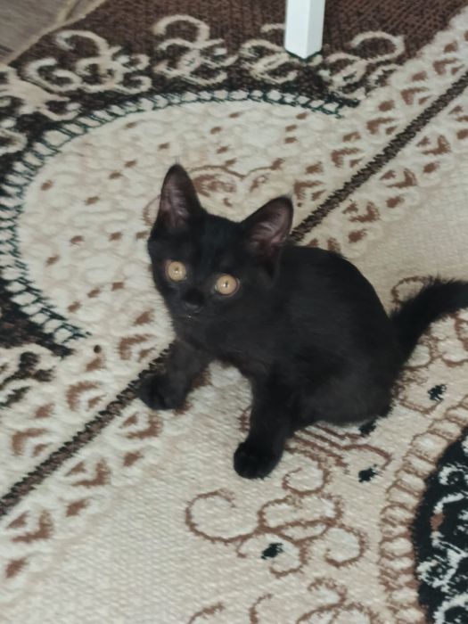 Котенотк черный окрас