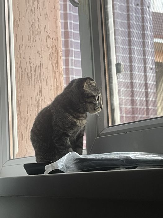 Мысық сатылады 25.30 мын келісеміз