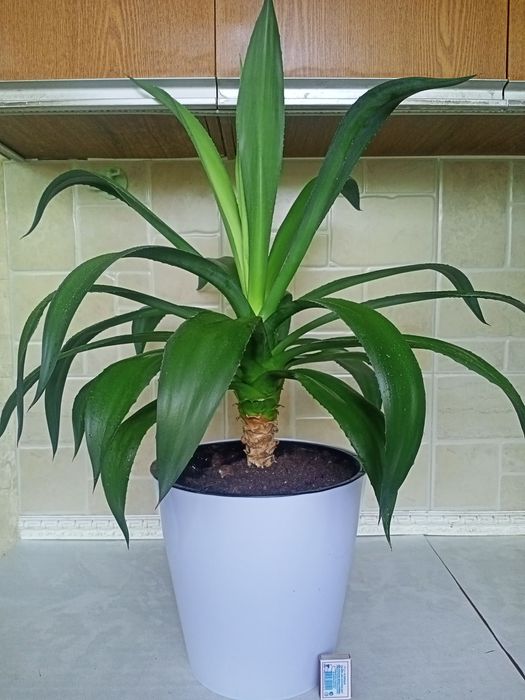 Агава, многолетняя