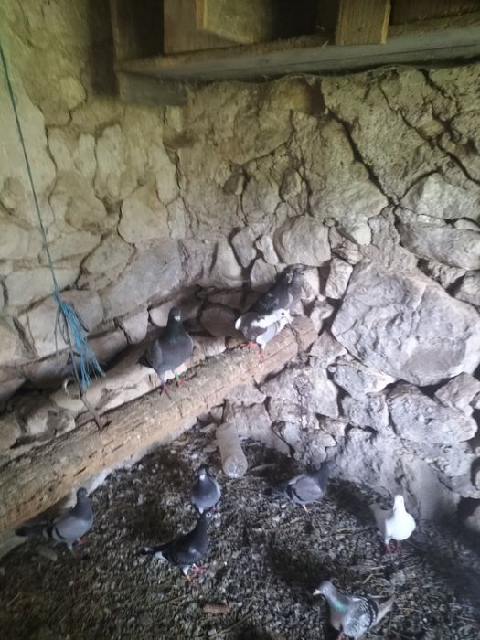 Porumbei voiajori pui