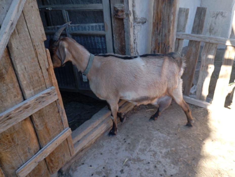 Альпи Ешкі сүтті