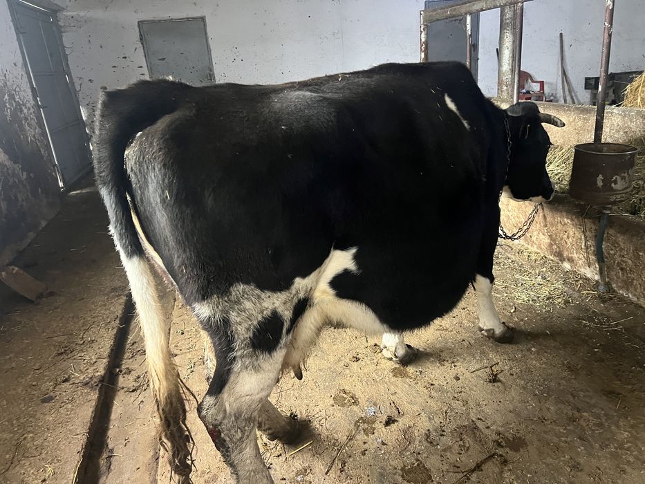 Vand vaca gestanta in luna a8