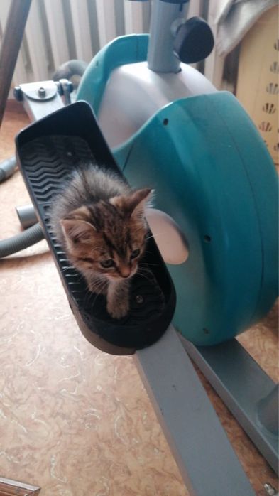 Отдам в добрые руки