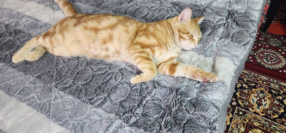 Мушук эркак зотдор соглом бакувват чиройли ва аклли сотилади.