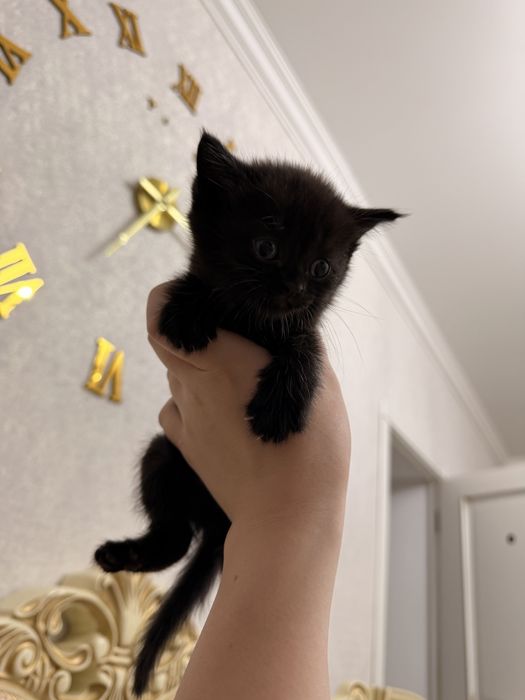 Бронь вислоухие котята