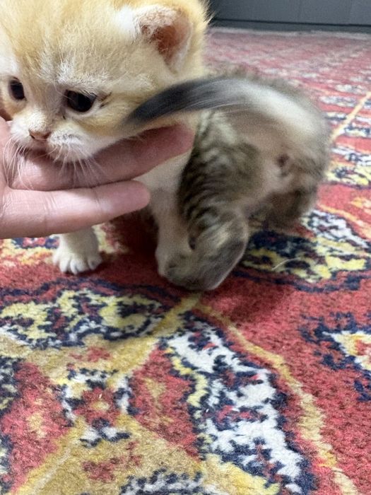 Onasi bilan 2 ta yangi tugʻilgan mushukchalar!