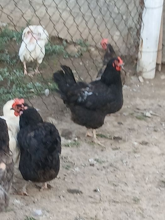 Домашняя черные курицы