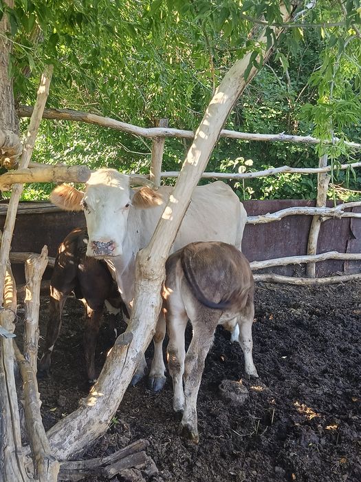 Продам коров и телят.
