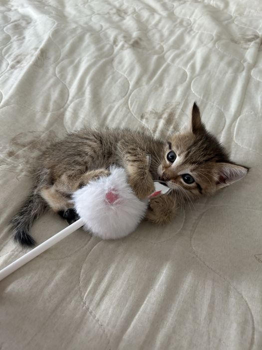 Отдам котят в добрые руки !