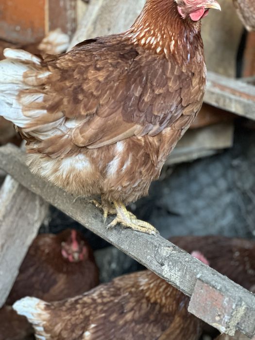 Продам куриц Ломан Браун