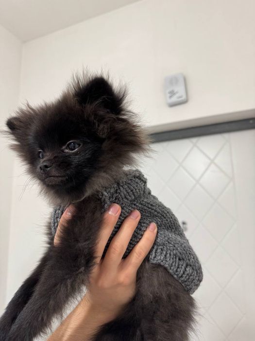 Вязаная одежда для кошек и собак