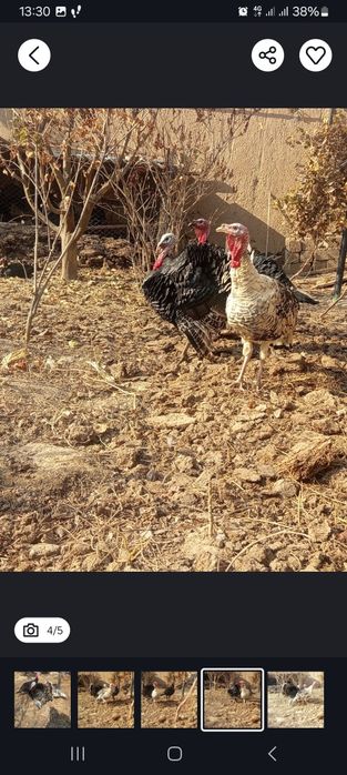 Индоутка гоз курка утка таёрлаб йитказиб берамиз