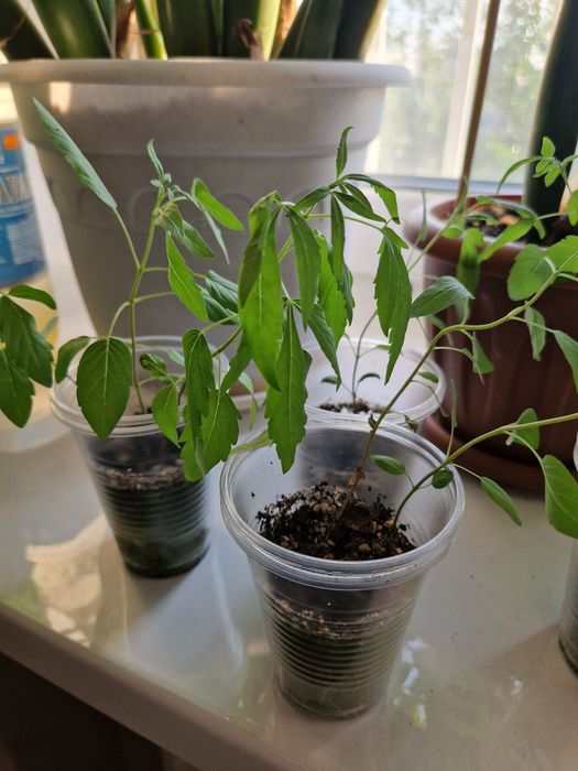 Продам цветы комнатные