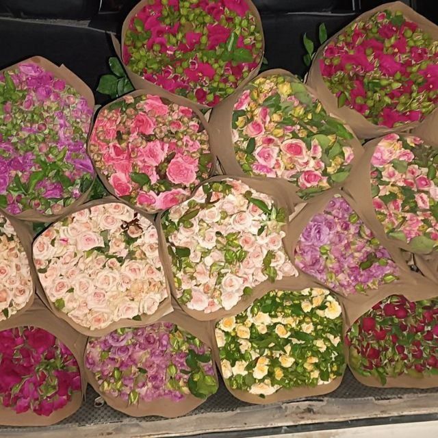 Atirgul kochatlari sortlari